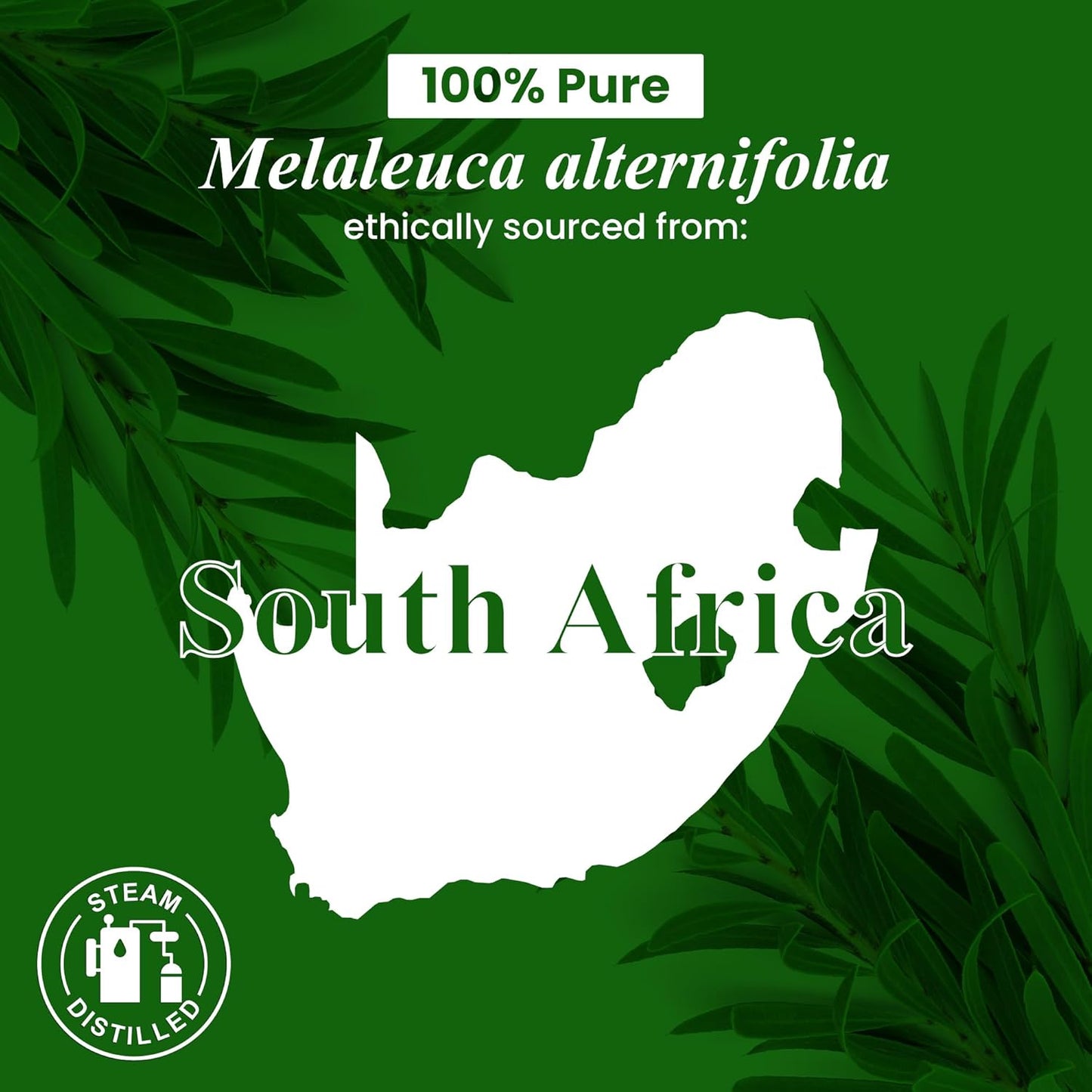 Handcraft Blends Tea Tree Essential Oil – 0.33 Fl Oz – 100% Pure and Natural – Premium Grade Essential Oil for Diffuser and Aromatherapy, Skin, Massage, Candle and Soap Making Fragrance