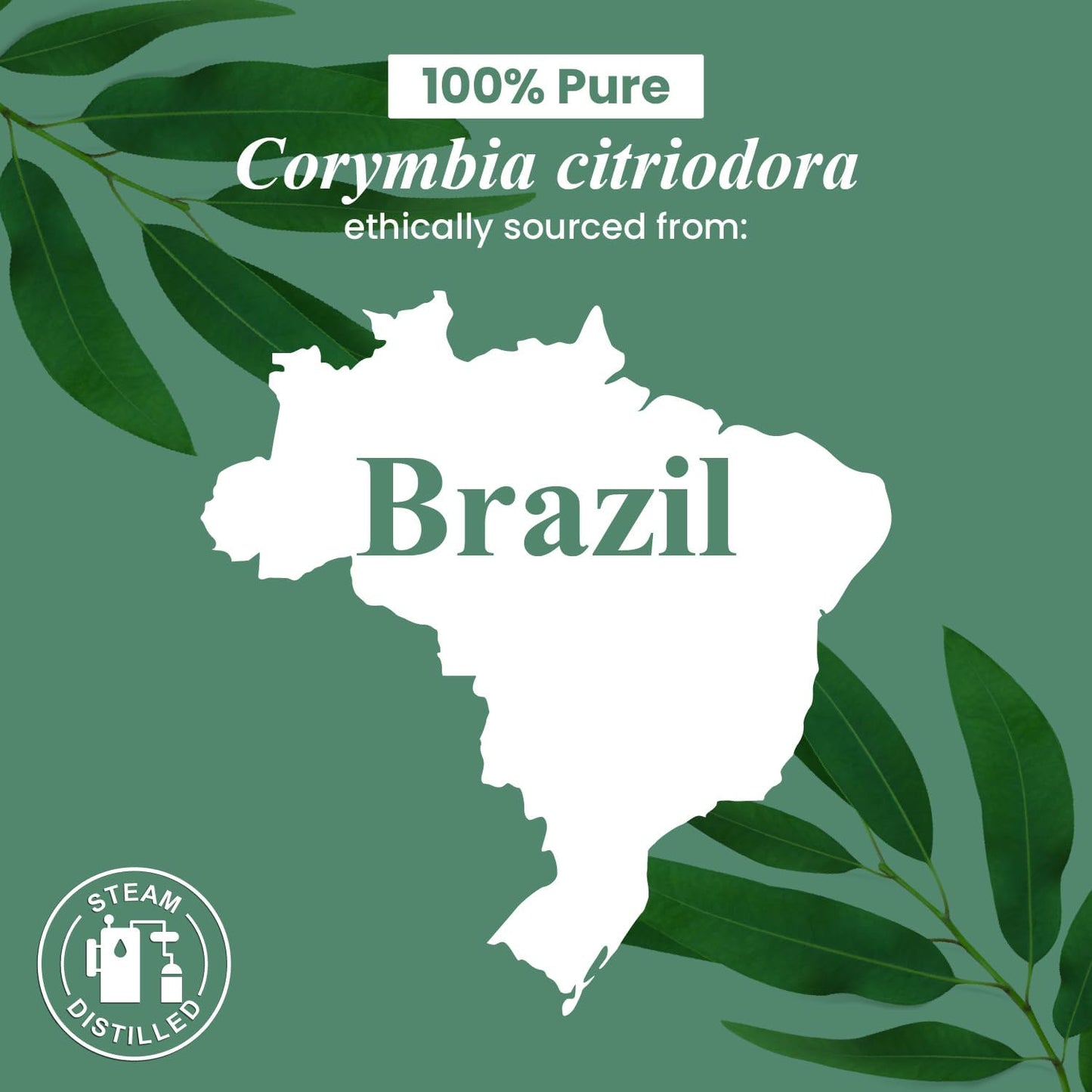 Handcraft Blends Lemon Eucalyptus Essential Oil – Huge 4 Fl Oz – 100% Pure and Natural – Premium Grade Essential Oil for Diffuser and Aromatherapy, Skin, Massage, Candle and Soap Making Fragrance