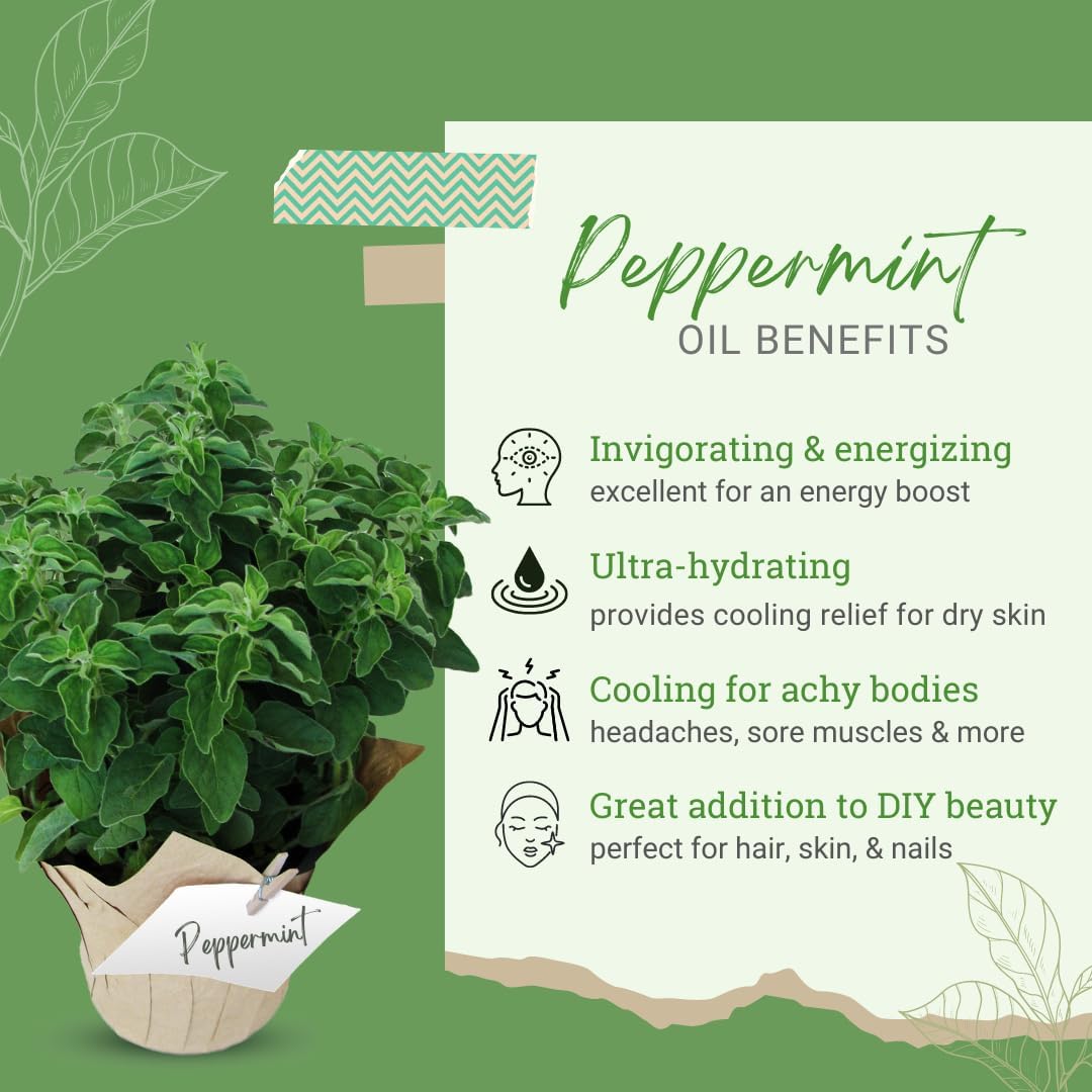 Peppermint Essential Oil (Mentha piperita) – 16 fl oz – 100% Pure & Uncut – Aluminum Bottle – GreenHealth