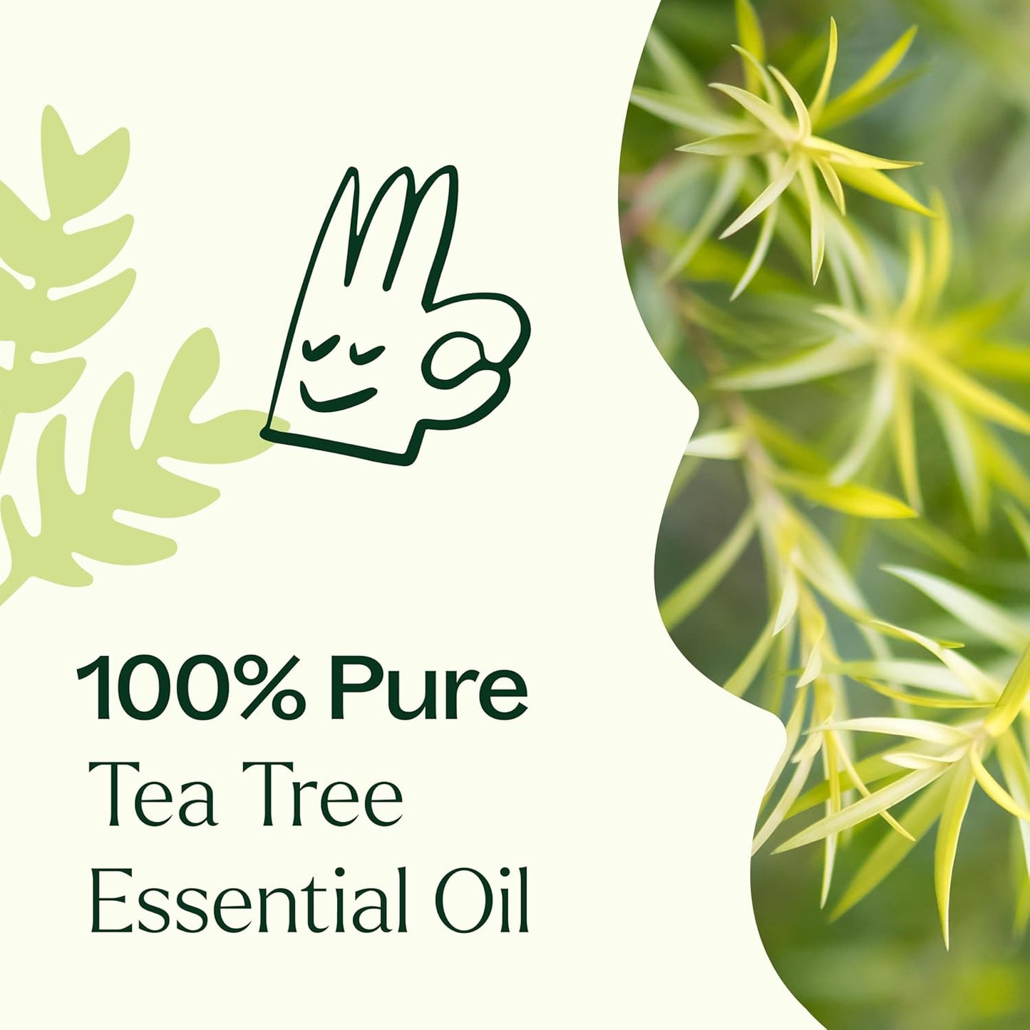 Plant Therapy Tea Tree Essential Oil – 100% Pure, Undiluted, Natural Aromatherapy for Skin, Hair & Home – Therapeutic Grade Melaleuca alternifolia 100 mL (3.3 oz)