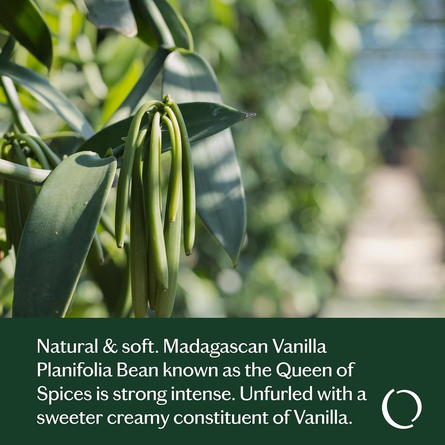 LIVEDROPS 24/7 Good Vanilla Essential Oil Blend, Natural Vegan Aromatherapy for Diffuser or Diluted Skin Use, Sweet Warm Creamy Scent, Made in France, Bottled in USA, Clinically Tested, 10ml