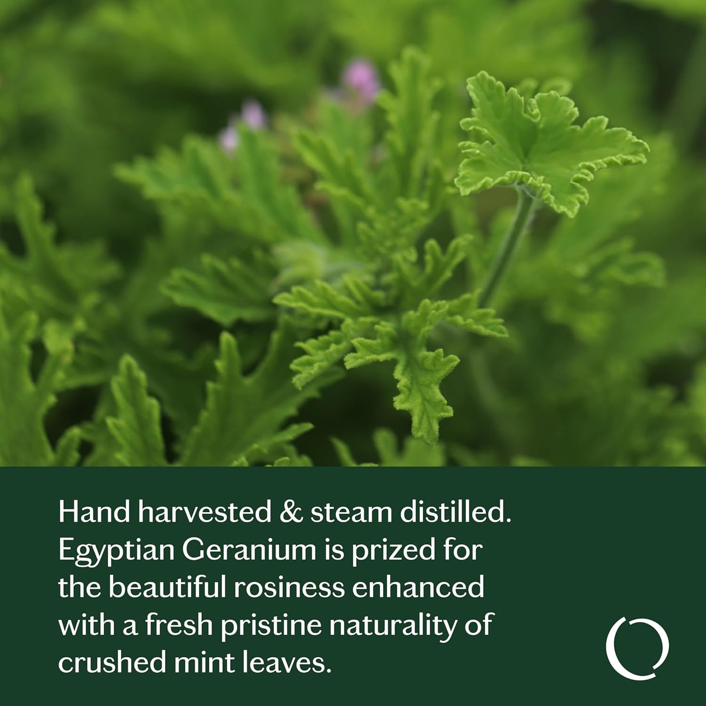 LIVEDROPS 24/7 Good Geranium Essential Oil, Natural Vegan Aromatherapy for Diffuser or Diluted Skin Use, Rosy Floral Scent, Origin Egypt, Made in USA, Clinically Tested, 10ml